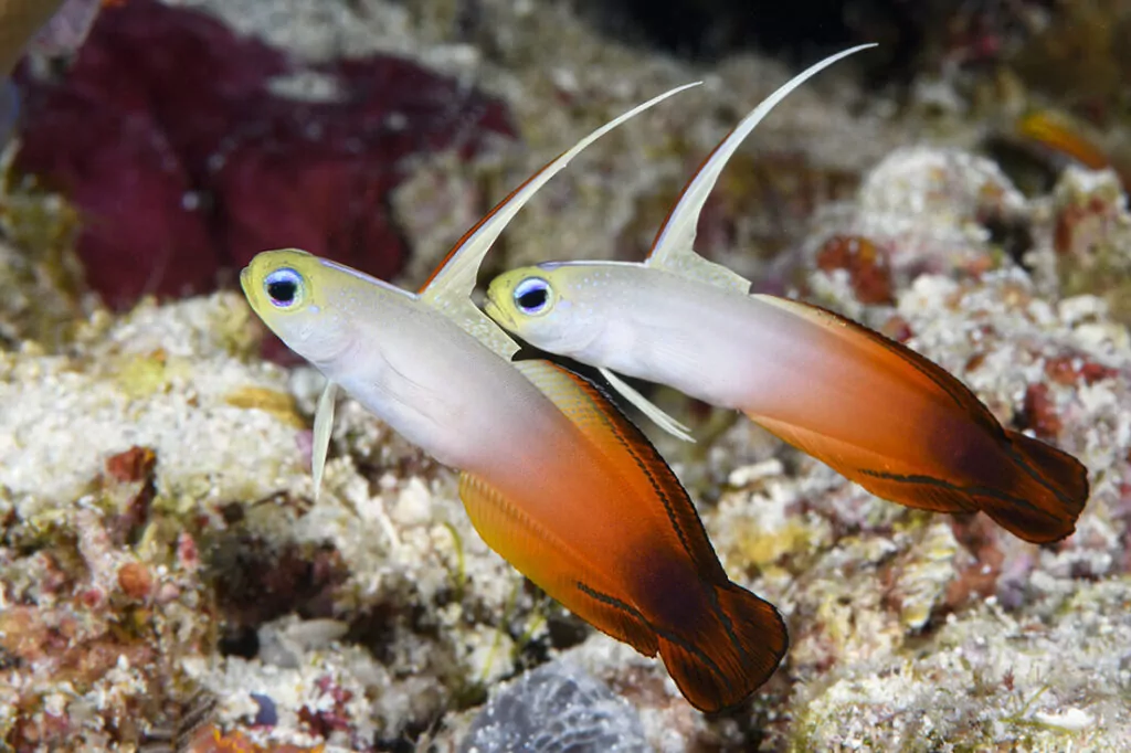 Wakatobi's Fascinating House Reef Regulars 11 Pair of Fire dartfish (Nemateleotris magnifica)