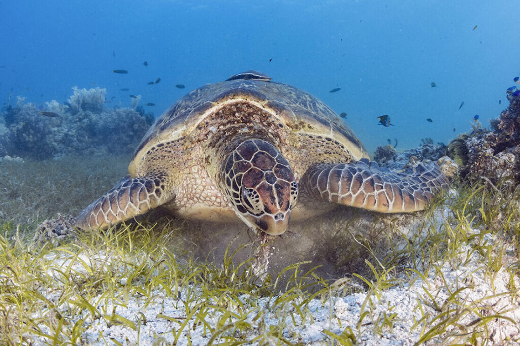Wakatobi's Fascinating House Reef Regulars 8 Large green turtle dining on sea grasses in the shallows