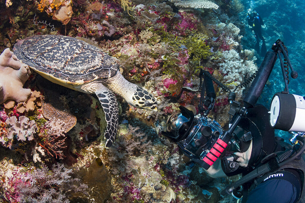 Wakatobi's Fascinating House Reef Regulars 9 Hawksbill Turtle looking into the dome port of a photographer's camera.