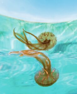 Jellyfish Stings Prevention And Treatment