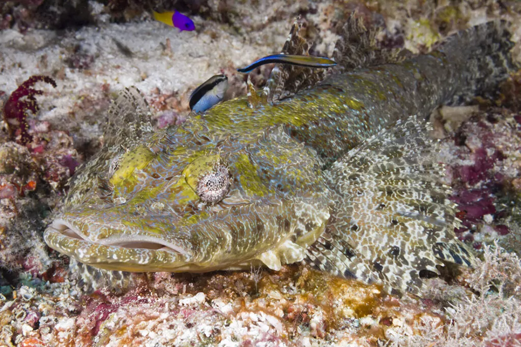 Wakatobi's Fascinating House Reef Regulars 13 De Beaufort's flathead (Cymbacephalus beauforti), more commonalty called a crocodilefish.