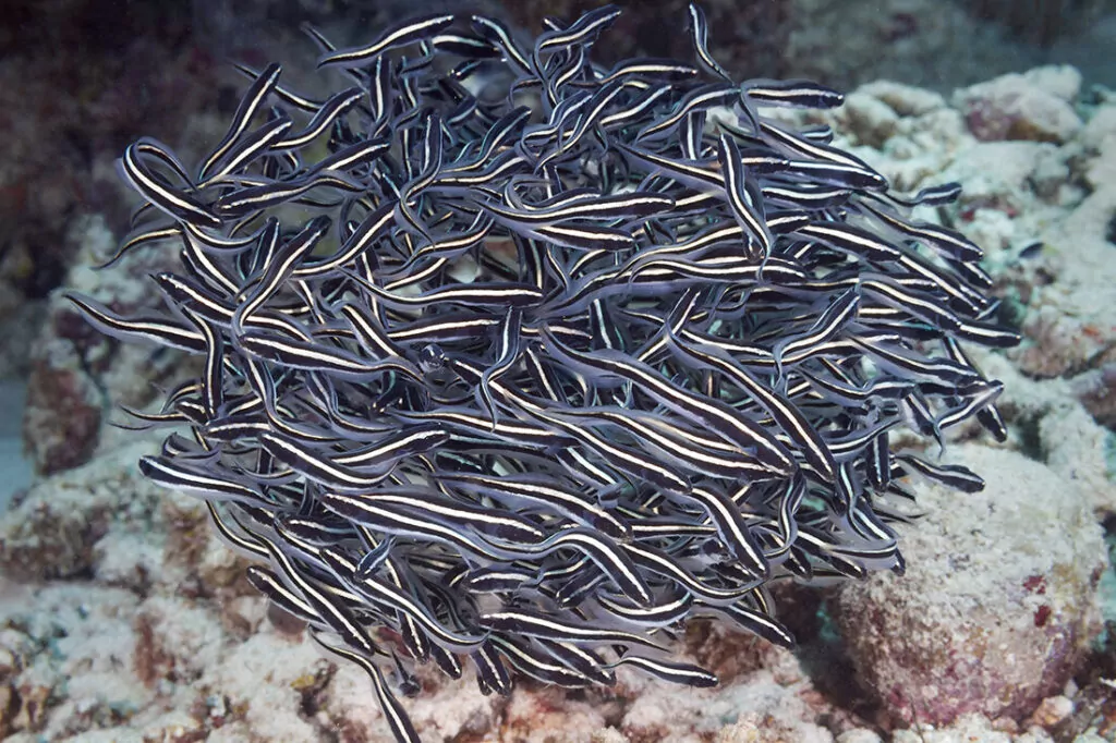 Wakatobi's Fascinating House Reef Regulars 2 Convict Blennies (Pholidichthys leucotaenia), Family Pholidichthyidae