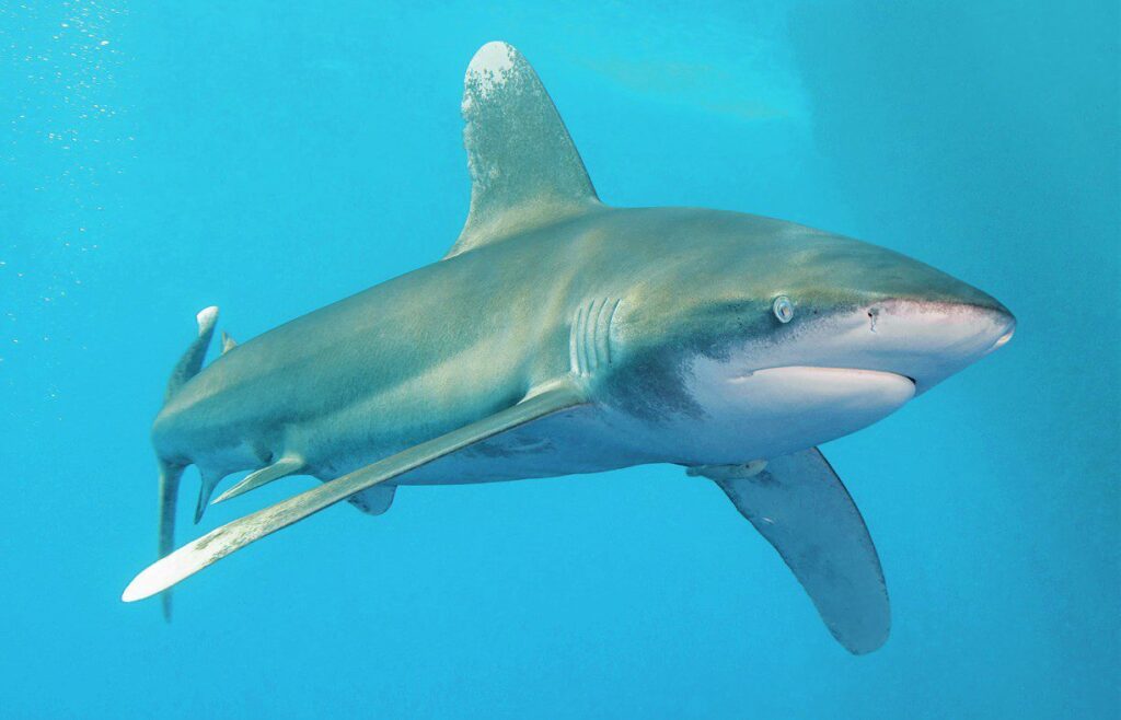 Oceanic whitetip - A good reason to select liveaboard over day trip diving
