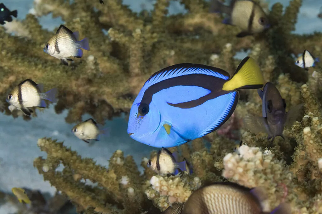 Wakatobi's Fascinating House Reef Regulars 5 Palette Surgeonfish (Paracanthurus hepatus)
