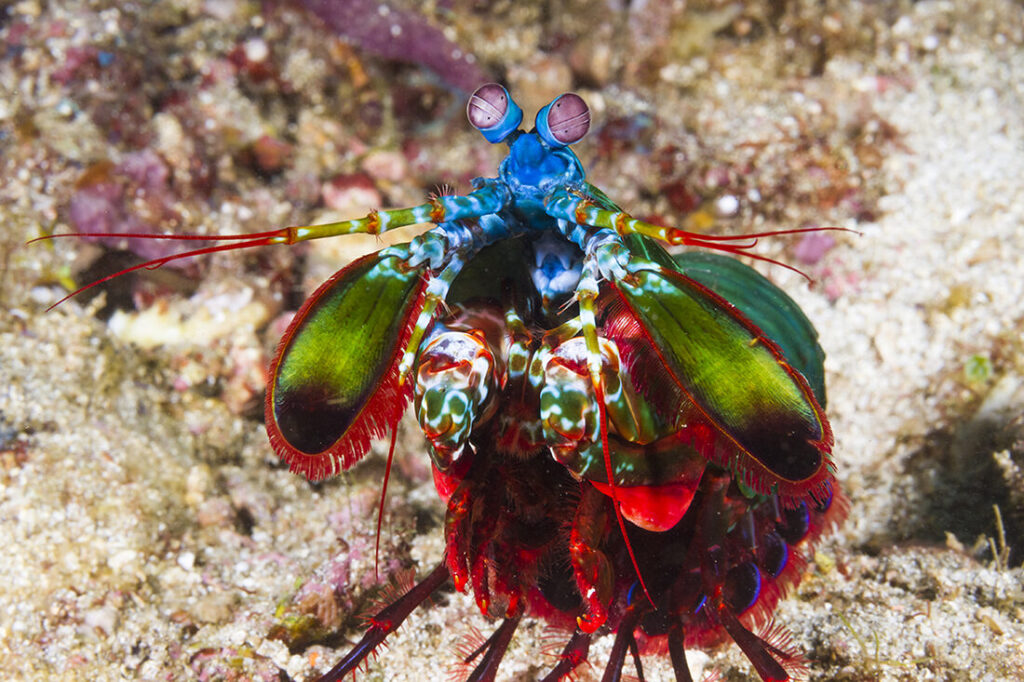 Wakatobi's Fascinating House Reef Regulars 6 Peacock Mantis Shrimp (Odontodactylus scyllarus)
