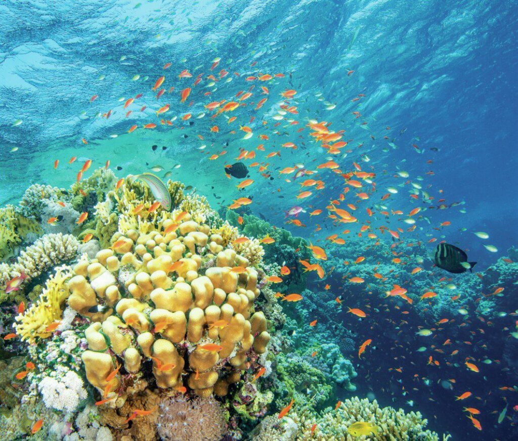 Glorious Diving Awaits on Your First Liveaboard Diving Trip