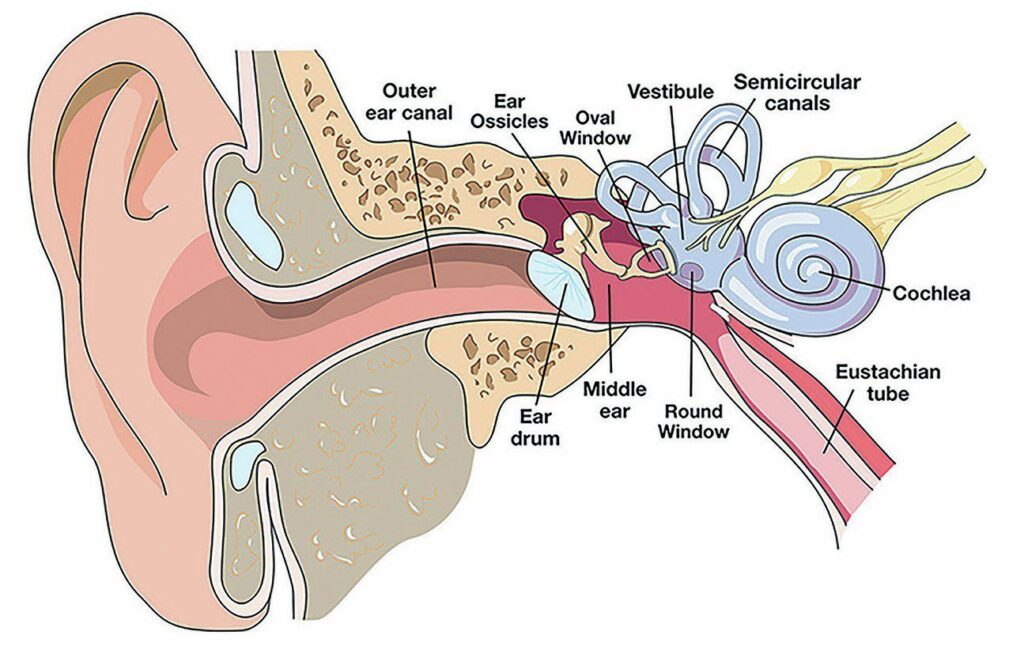 Avoiding Barotrauma in Scuba Diving: Causes, Symptoms, and Prevention Tips 1 Avoiding Barotrauma - Structure of the Ear