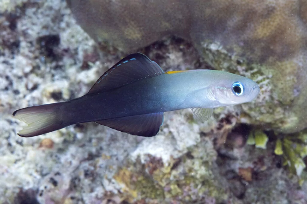 Wakatobi's Fascinating House Reef Regulars 10 TwoTone Dartfish (Ptereleotris evides)
