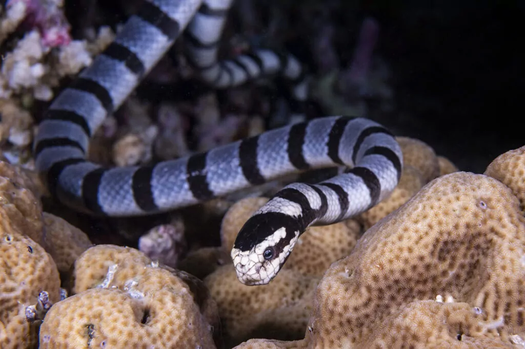 Wakatobi's Fascinating House Reef Regulars 15 Banded Sea Krait (Laticauda colubrina) most recognizable by their distinctive black bands running the entire lenggth of their body..