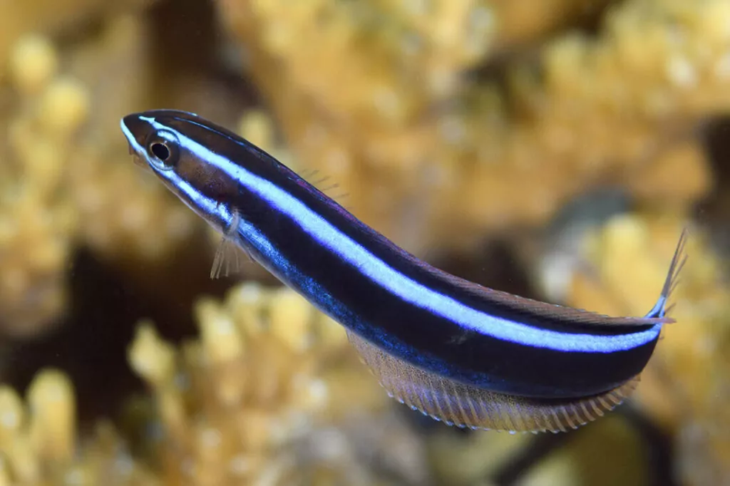 Wakatobi's Fascinating House Reef Regulars 4 Bluestriped Fangblenny (Plagiotremus rhinorhynchos)