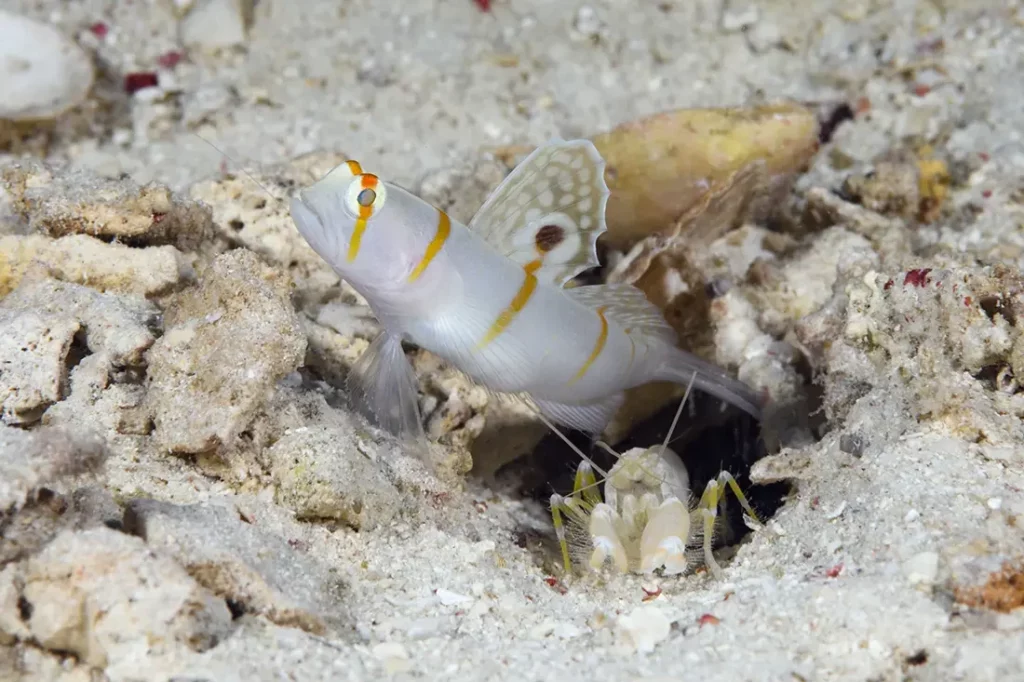 Wakatobi's Fascinating House Reef Regulars 1 Randall's shrimp goby (Amblyeleotris randalli) usually pair up with Alpheus randalli shrimp at Wakatobi.