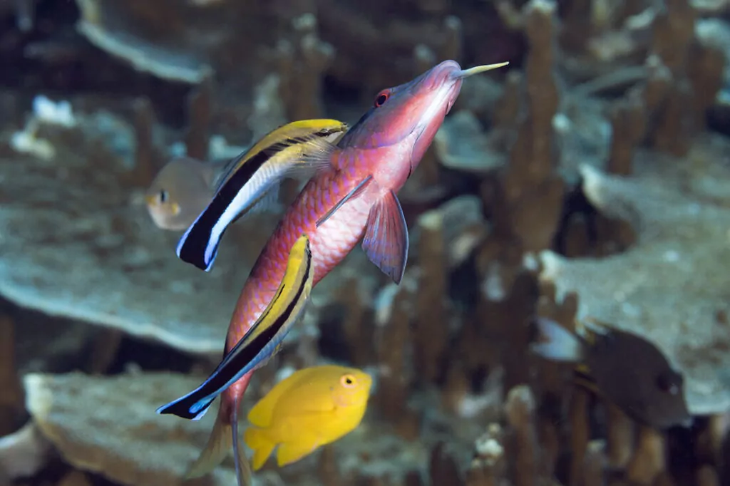 Wakatobi's Fascinating House Reef Regulars 3 A pair of bluestreak cleaner wrasses (Labroides dimidiatus) picking parasites off a goatfish.