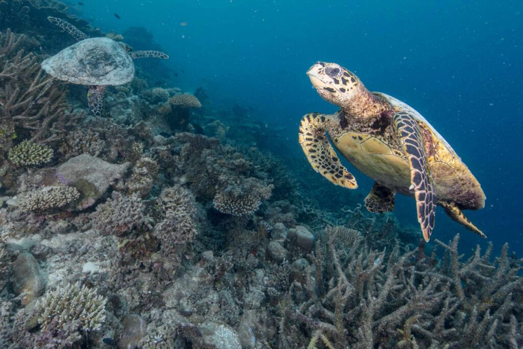 Turtles are also at risk (David P Robinson / Ocean Image Bank)