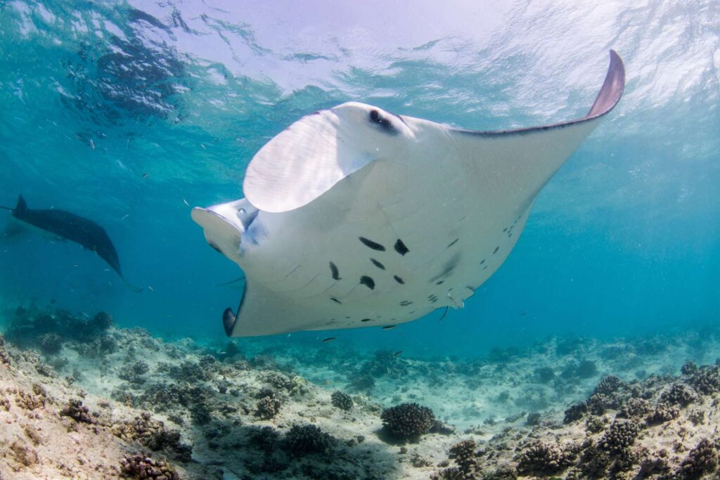 Manta (Simon Hilbourne / Ocean Image Bank)