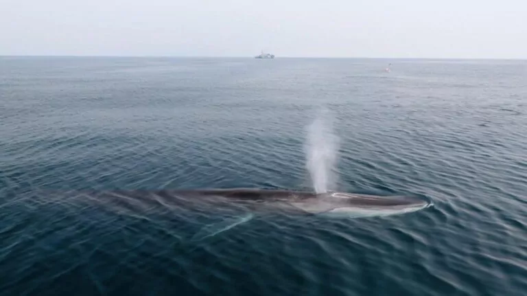 A fin whale with the John Paul DeJoria in the background (CPWS)