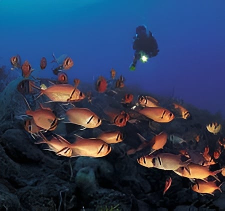 Diamond Rock: Top Diving Spot in Saba 6 Shoal of blackbar squirrelfish swimming along Diamond Rock’s reef walls