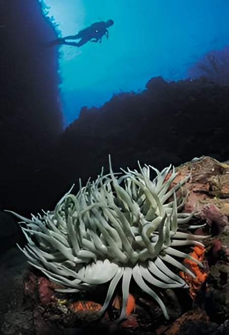 Diamond Rock: Top Diving Spot in Saba 4 Giant anemones covering the walls of Diamond Rock Saba
