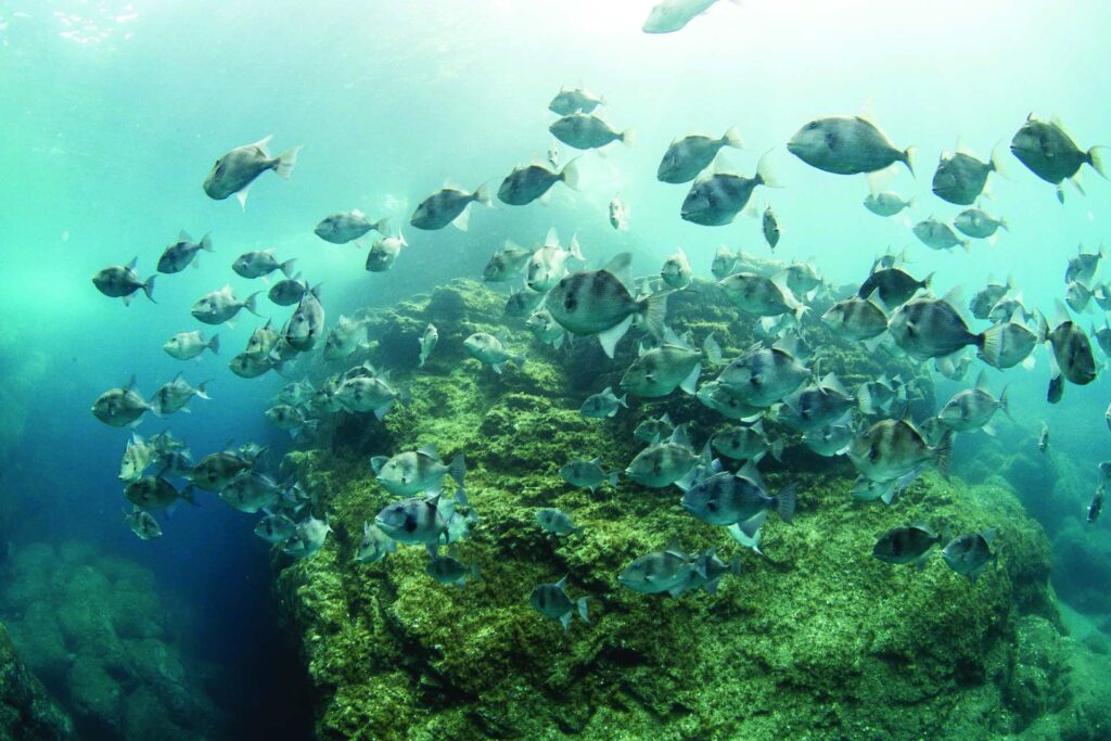 Az Azori-szigetek Európa legnagyobb MPA-hálózatává nyilvánították 7 Egy ravaszhal (Balistes carolinensis) iskola Flores szigetén (Manu San Félix / National Geographic Pristine Sea)
