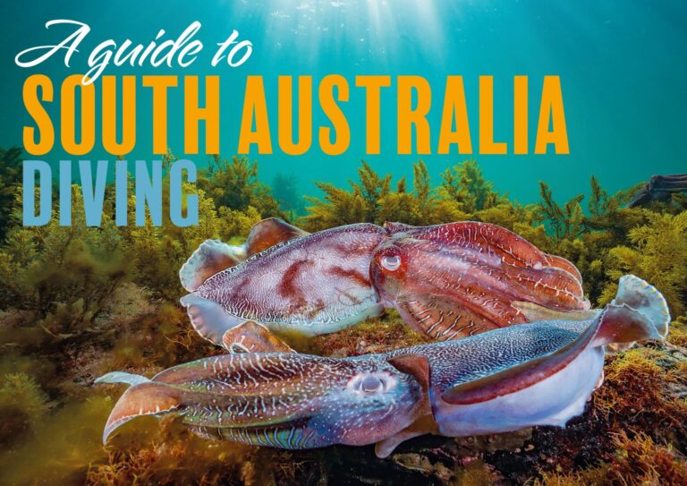 Rapid Bay Jetty|Reef and blue devil|Sponges at Edithburgh Jetty|Edithburgh Jetty|Hermit crab|Giant cuttlefish at Whyalla|Great white shark|Leafy seadragon|Sealion|Ewens Ponds|The Bluff|Kilsby Sinkhole|Boarfish on the Dredge|Blue ring octopus|Diver on the Dredge