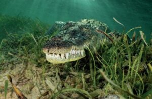 American Crocodile by Don Silcock