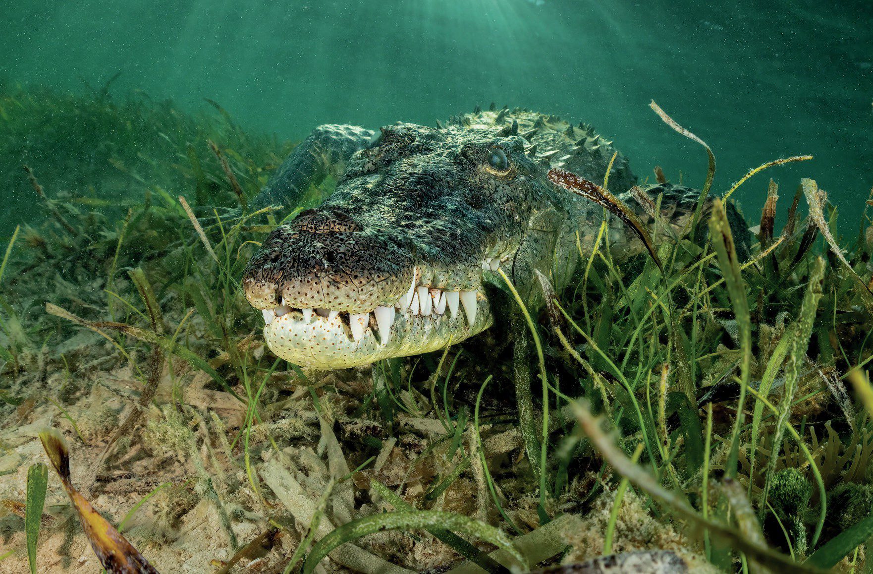 Underwater Photography, Travel, and Adventures