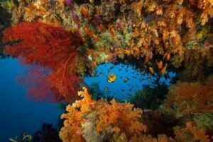 Bligh Water|Divers Ready|||Bligh Water|