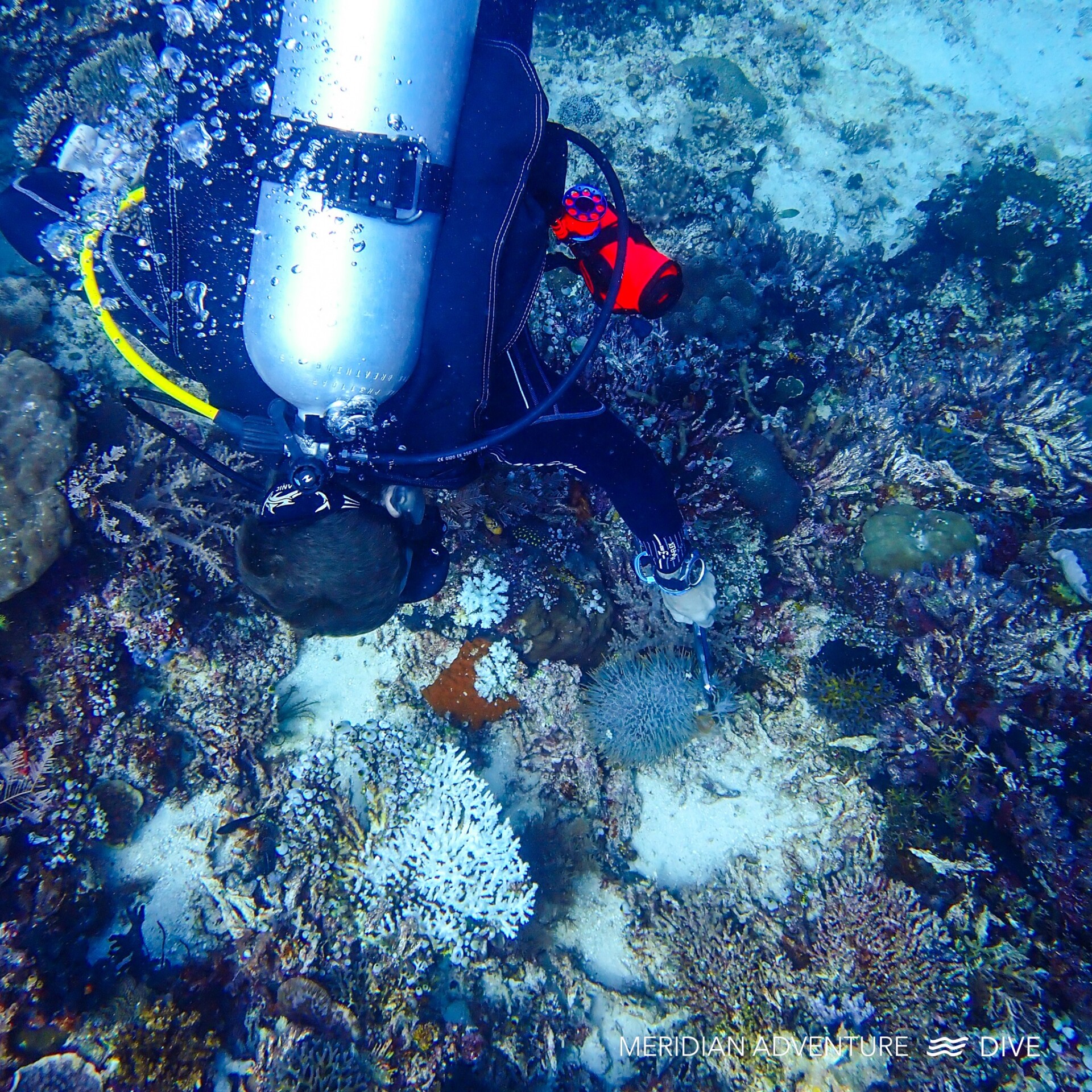 Crown of Thorns Starfish