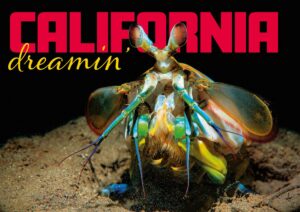 California Dreamin': Your Ultimate Guide to California Diving