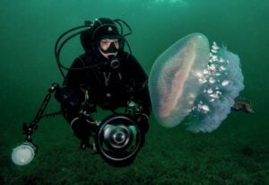 Chelsea encountering a jellyfish|Leafy seadragon|Eagle ray|Gobies and blennies are popular subjects