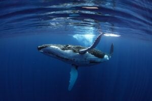 Swimming with Gentle Giants