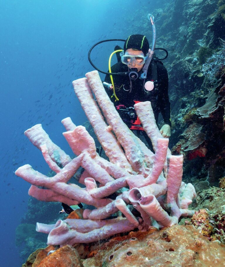 Examining a huge sponge array|Sophie with all her sponsored equipment|Sophie with fellow Scholars|Aerial view of a coral reef system|Sophie has visited many different locations|Sophie busy reef mapping|Sophie presenting CoralWatch data|Sophie has met many world-renowned ‘ocean heroes’|Aerial view of the mangroves|Pod of dolphins