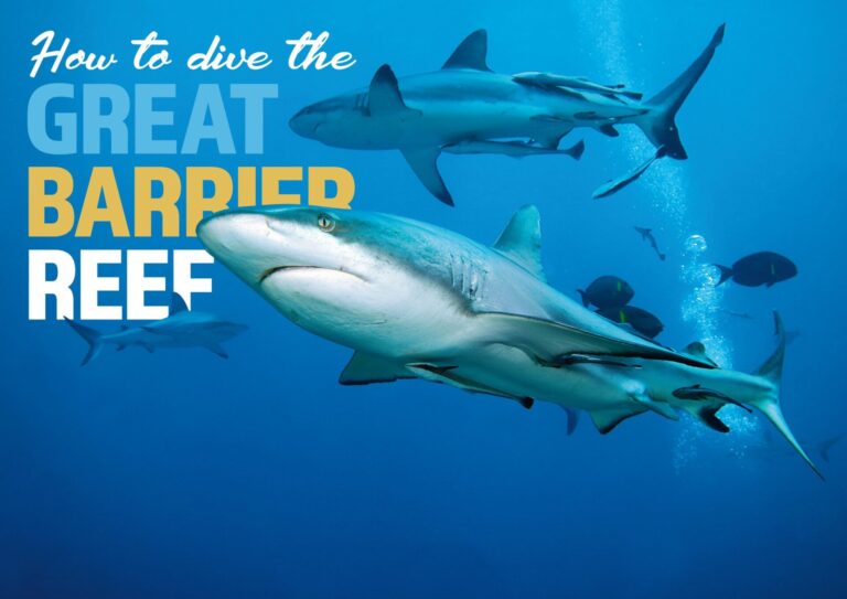 How to dive the great barrier reef|Gray reef sharks often migrate short distances as they seek prey|Prolific soft corals adorn the Reef|Potato cod|Expect vibrant colors on your dives|Yongala wreck|The remote reefs are stunning|Manta ray|Guitarshark|Dwarf minke whale|Mooray eel sheltering in the reef