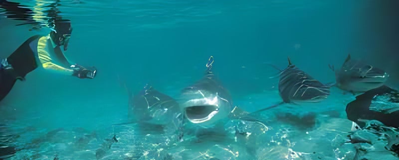 A lot of BULL 2 I found that if I snorkelled down towards the sinking bait, camera at the ready and careful not to get there before a competing shark,