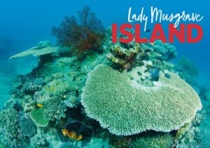 Lady Musgrave Island|Great Barrier Reef|Intriguing coral formations|Anemonefish|Anemonefish|Hard corals in all their glory|Turtle|Dive boat moored up next to the pontoon|Coral life is extremely healthy|Island briefing|Divers