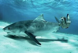 Liz with a tiger shark in the Bahamas.