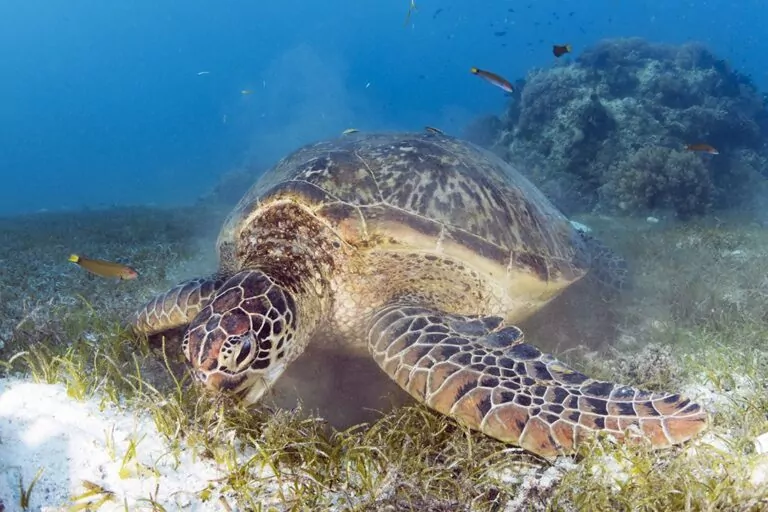 Duży zielony żółw zajadający się trawą morską na rafie koralowej Wakatobi.|Wakatobi Dive Resort|Garniowiec|Ryba królik na rafie koralowej Wakatobi.|Paracanthurus hepatus (Paracanthurus hepatus)|Zielony żółw morski zajadający się trawą żółwiową na płyciznach w Wakatobi.|Nagoskrzelny zasilany energią słoneczną