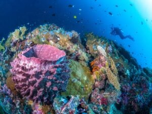 7 Solomon Islands Facts|Solomon Islands|Solomon Islands|Solomon Islands|Solomon Islands|Solomon Islands||Solomon Islands