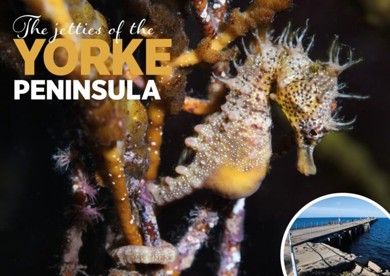 The shorthead seahorse is a small|The shorthead seahorse is a small|Striped pyjama squid|Southern fiddler ray|Colourful Port Hughes jetty pylon|Ornate cowfish|Tasmania blenny|Hermit crabs|Giant cuttlefish