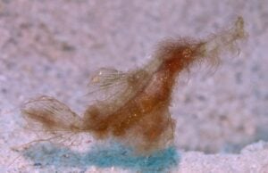 Critters of the Great Barrier Reef|Critters of the Great Barrier Reef|