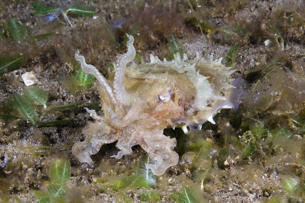 Il mondo nascosto delle praterie di alghe di Wakatobi