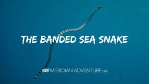 Look its a Sea Krait