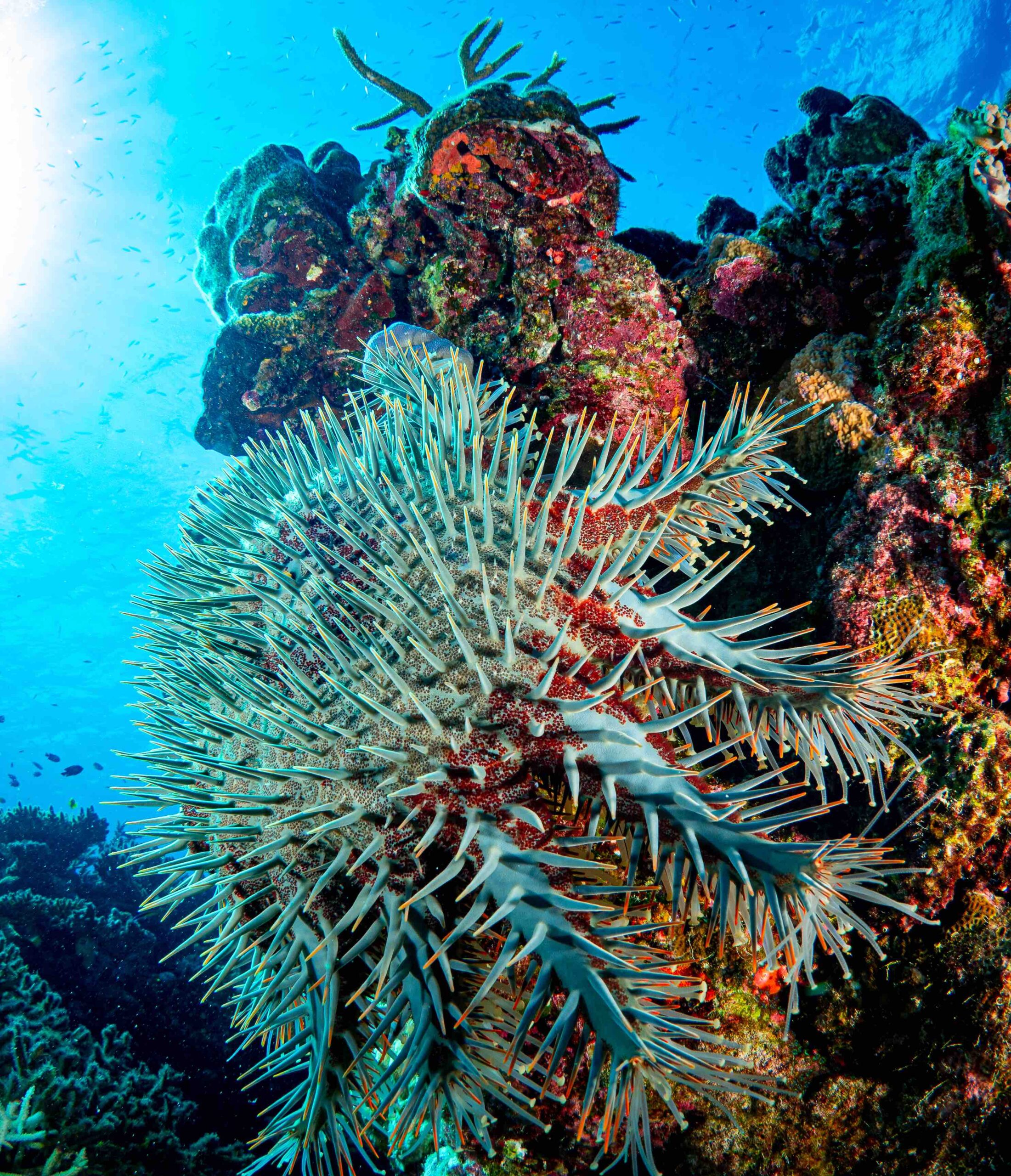 $9.8 Million Program to Protect Corals from Starfish 3 High-tech robotics, genetics and pheromones channelled to outsmart crown-of-thorns starfish