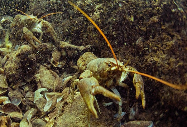 Shoots at Stoney 6 11115_stoney_cove_crayfish
