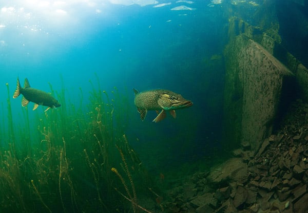 Shoots at Stoney 7 11115_stoney_cove_pike_gathering_to_spawn