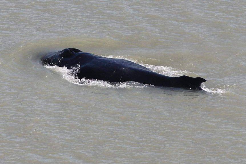 Lost Humpback Whale Escapes Crocodile Infested River