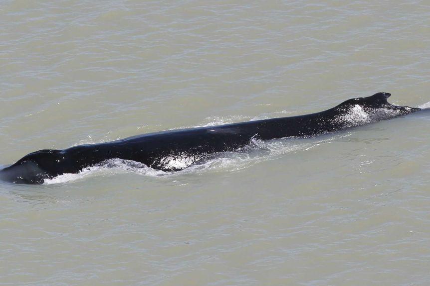 Humpback Whale Lost in the Kakadu National Park