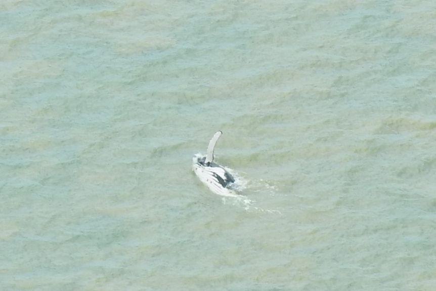 Lost Humpback Whale Escapes Crocodile Infested River
