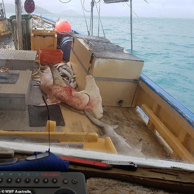 WWF Australia releases images of dead sharks off the Great Barrier Reef 1 WWF-Australia
