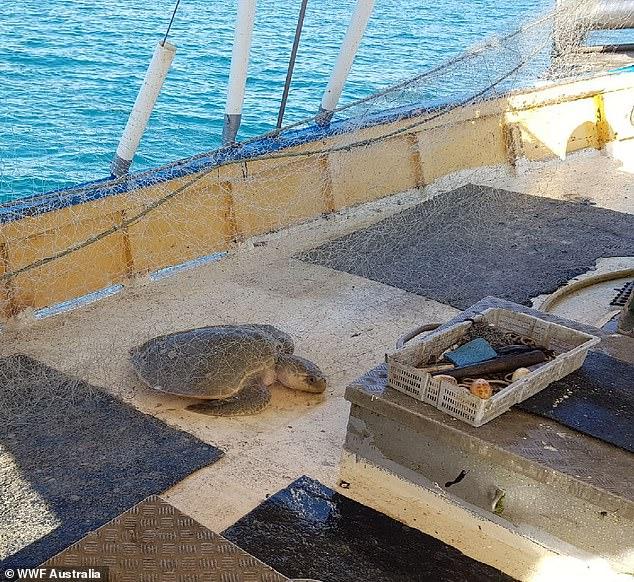 WWF Australia releases images of dead sharks off the Great Barrier Reef 2 WWF-Australia