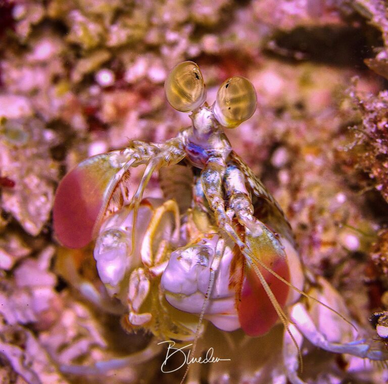 Close-up macro photograph of a small reef creature by John Magee, showcasing intricate details and colors